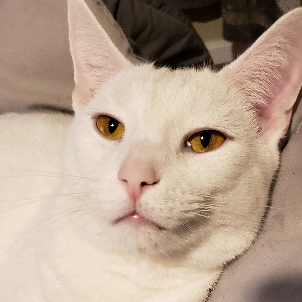 Meet your Posher, Amber